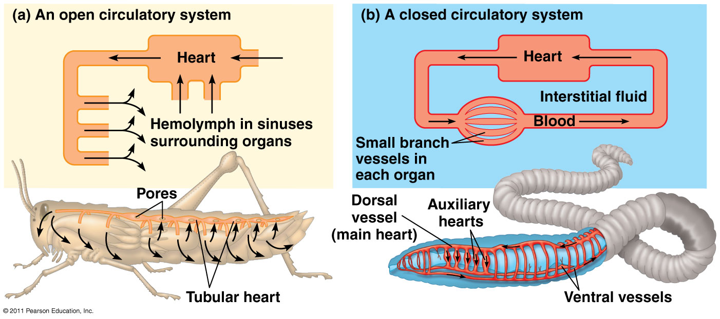 Organismal Biology