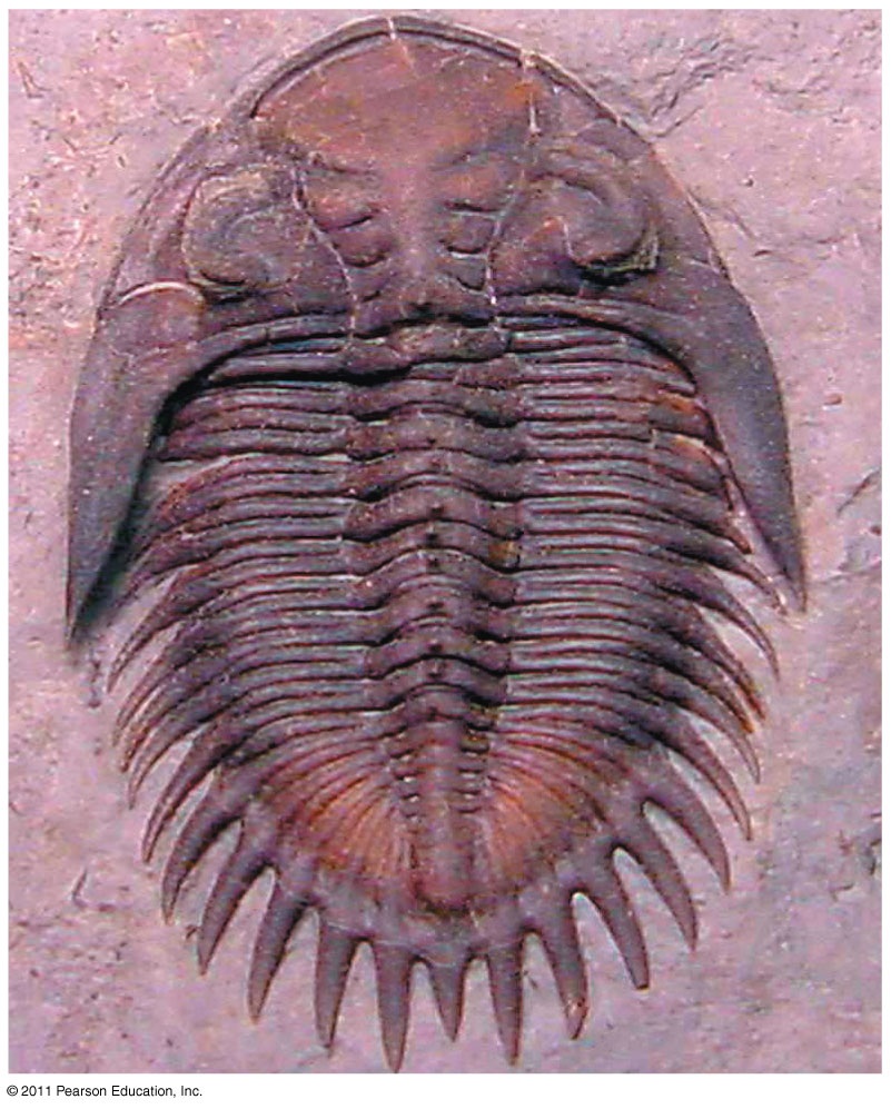 Resultado de imagem para Trilobita