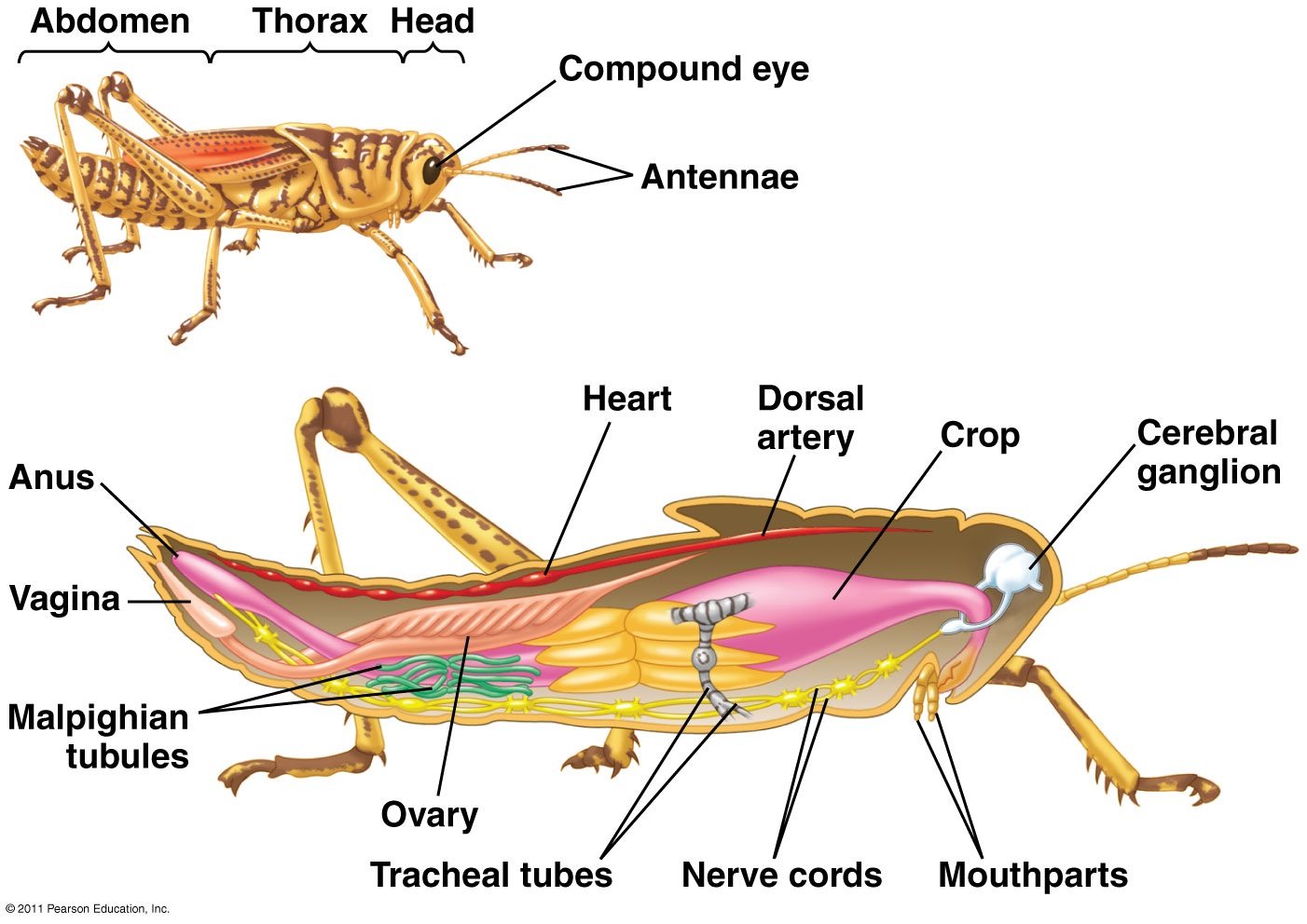 subphylum uniramia