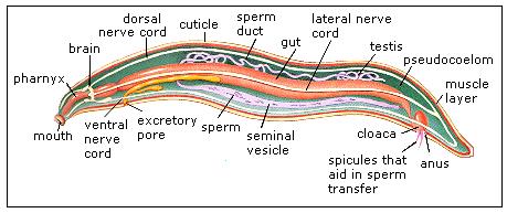 ascaris anatomy diagram