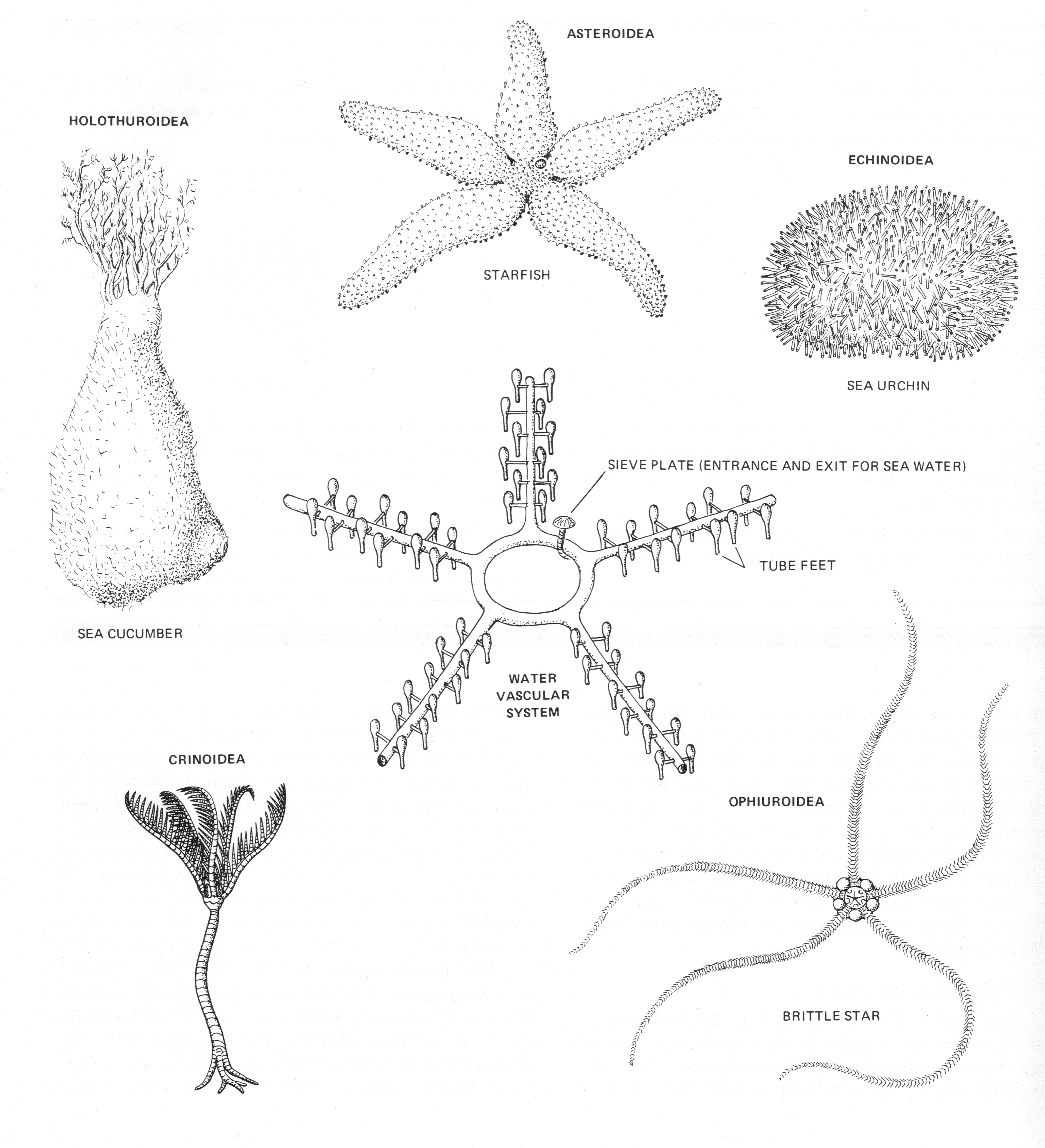 phylum chordata labeled diagram