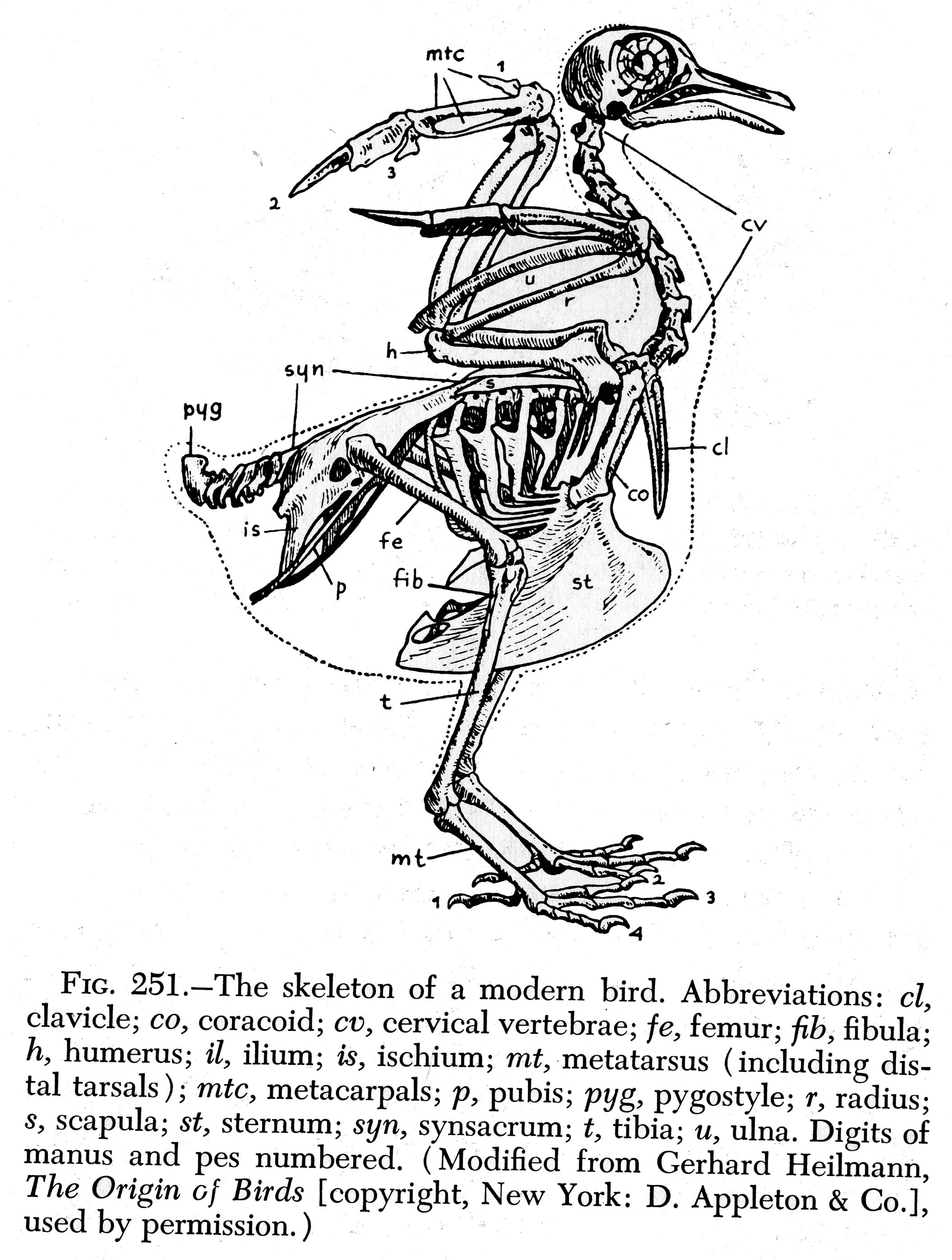 Ancient Abacus, Modern Birds:  A Revolutionary Circuitry Discovery - azxqyk9