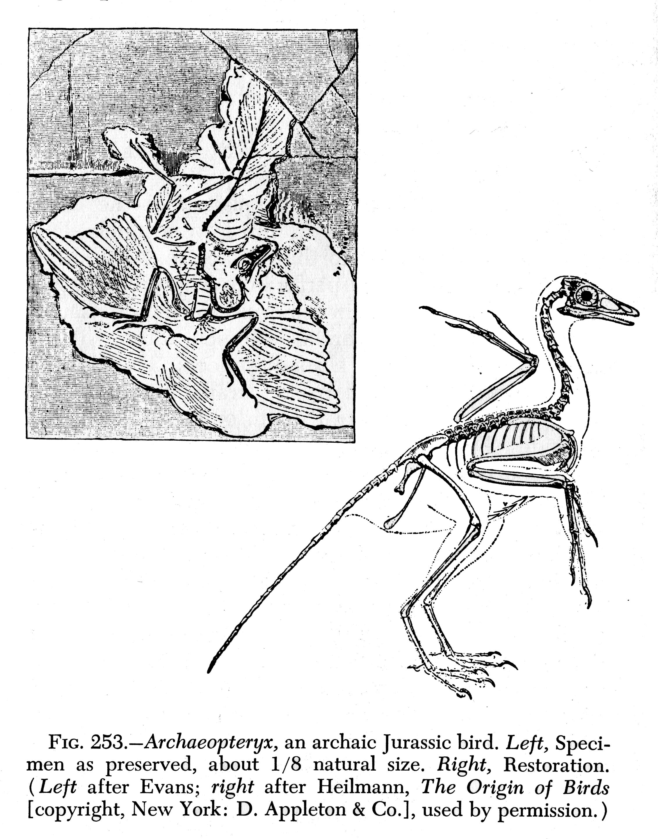 Ancient Abacus, Modern Birds:  A Revolutionary Circuitry Discovery - biaizrn