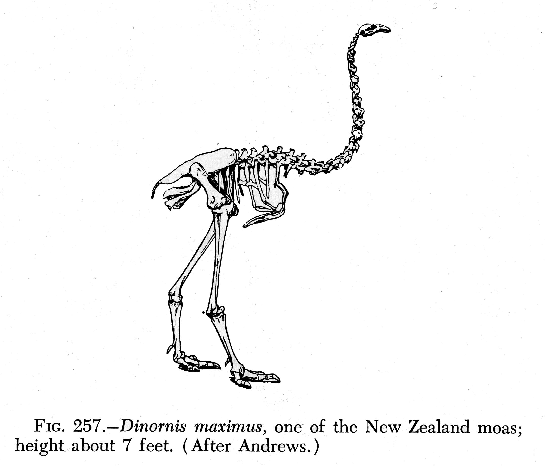 Ancient Abacus, Modern Birds:  A Revolutionary Circuitry Discovery - 209agiy