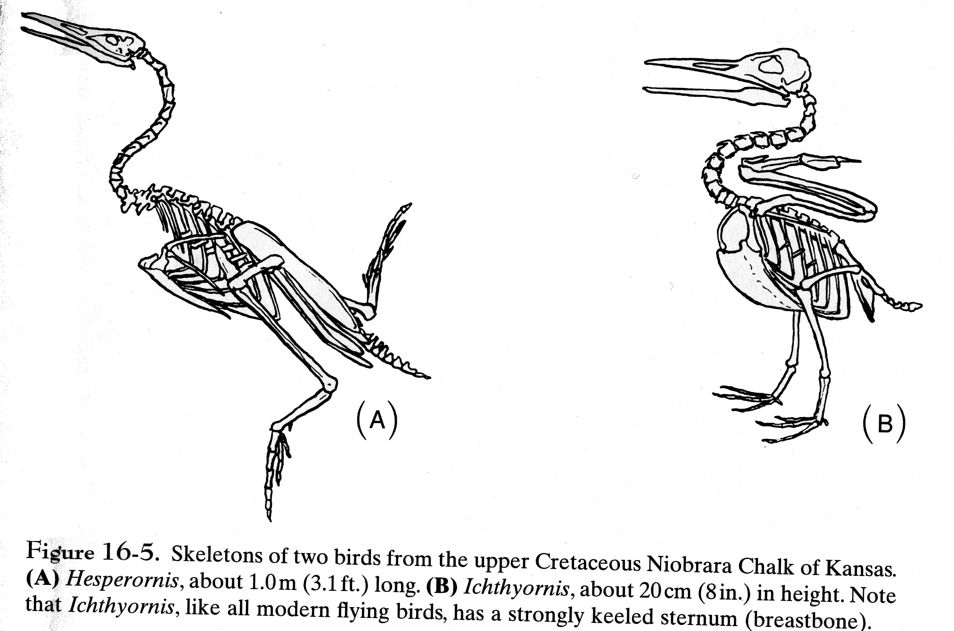Ancient Abacus, Modern Birds:  A Revolutionary Circuitry Discovery - grfizlv