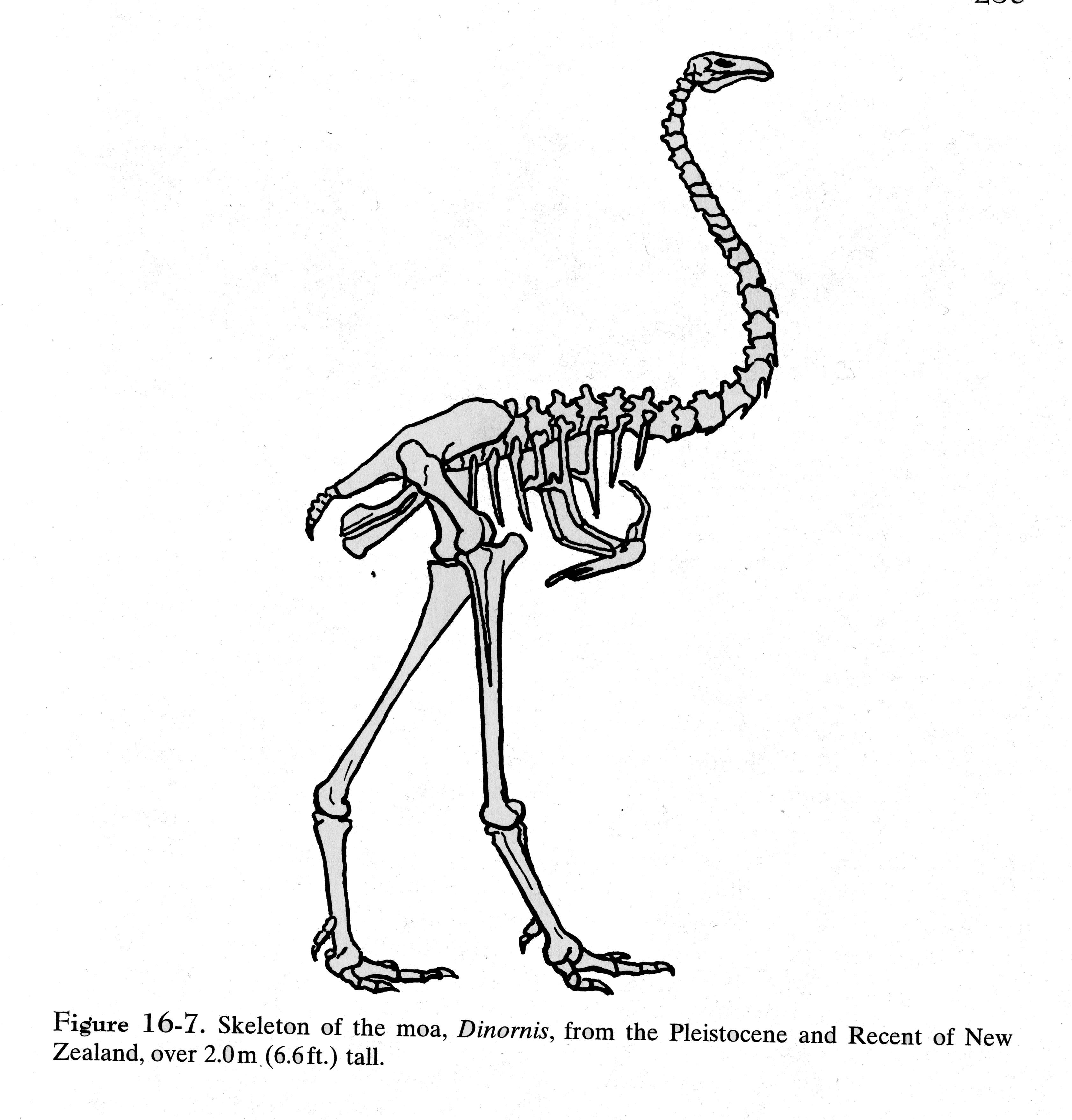 Ancient Abacus, Modern Birds:  A Revolutionary Circuitry Discovery - 4v0dp1w
