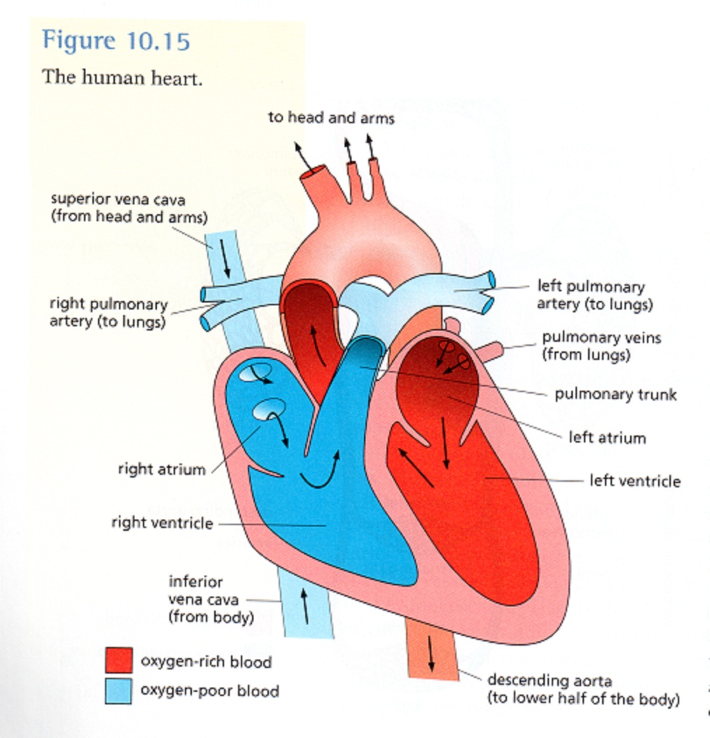 Circulatory System