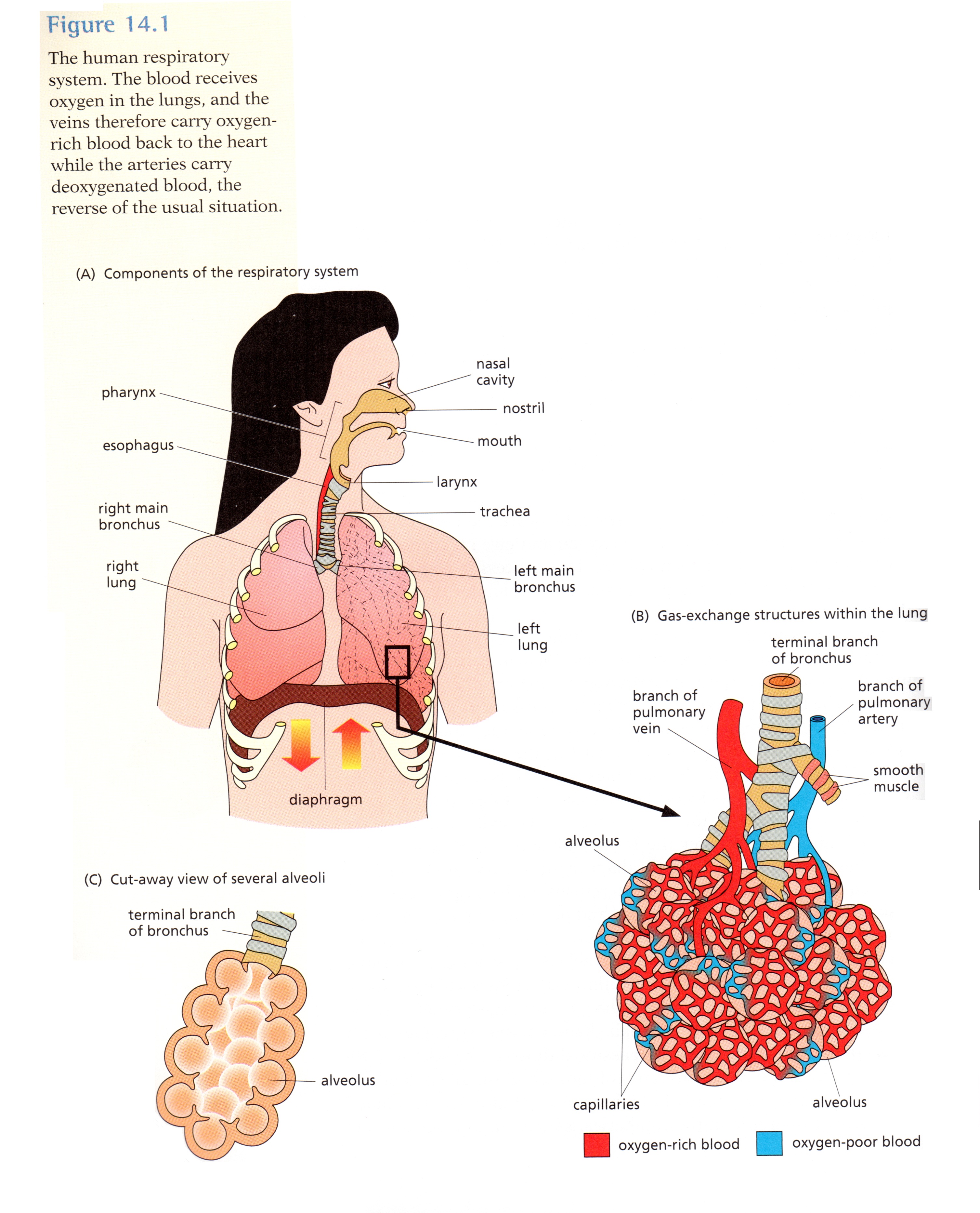 respiratory-system