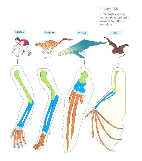 embryological similarities definition