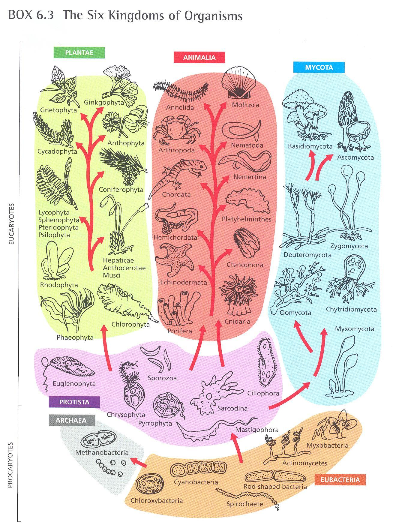 Evolution Visuals