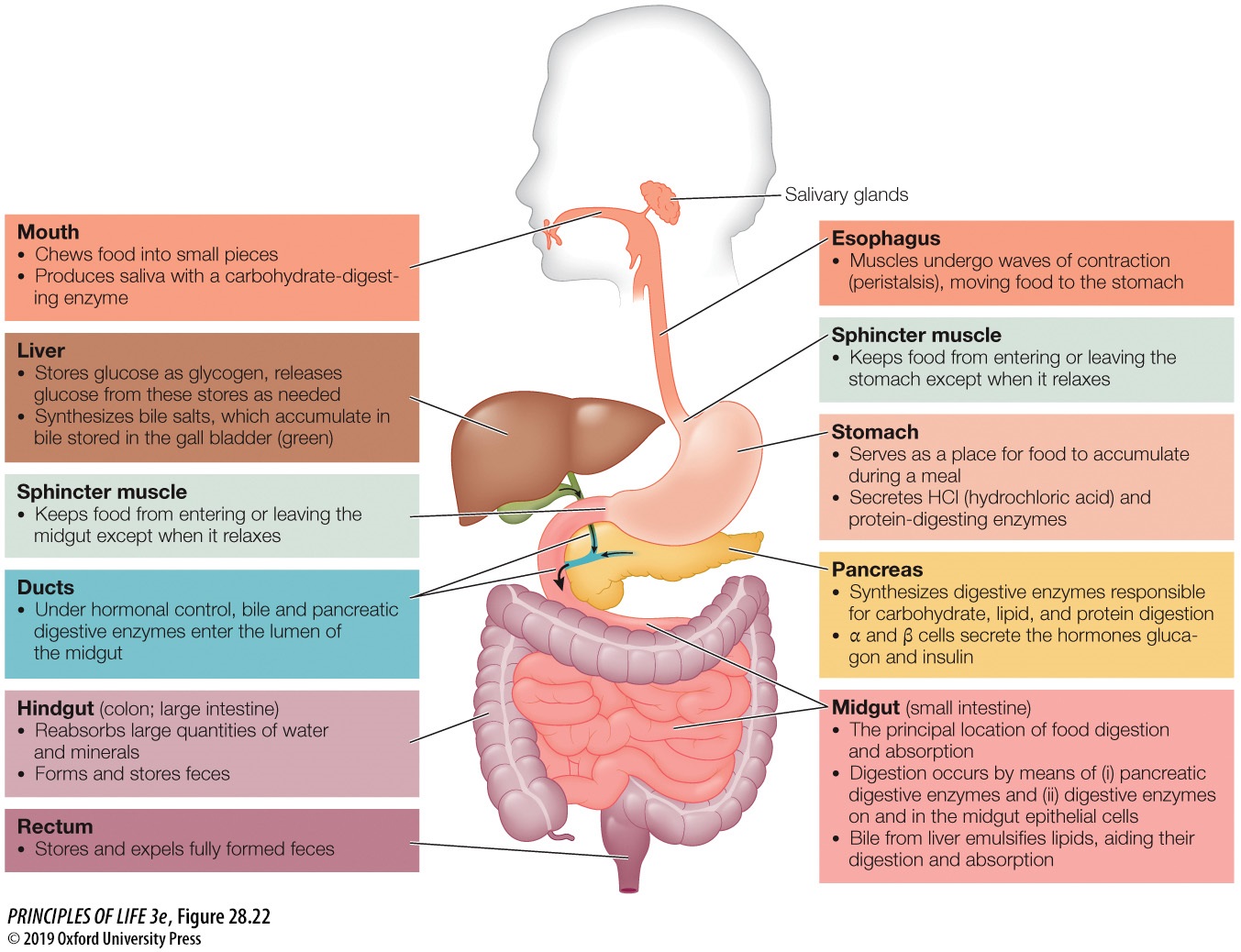 mouth Food anus from to