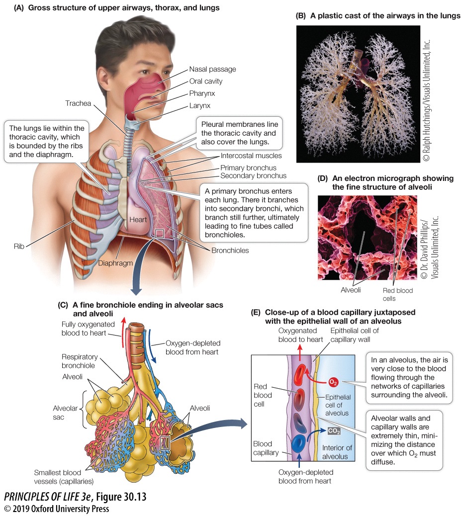 Organismal Bio Body Fluids