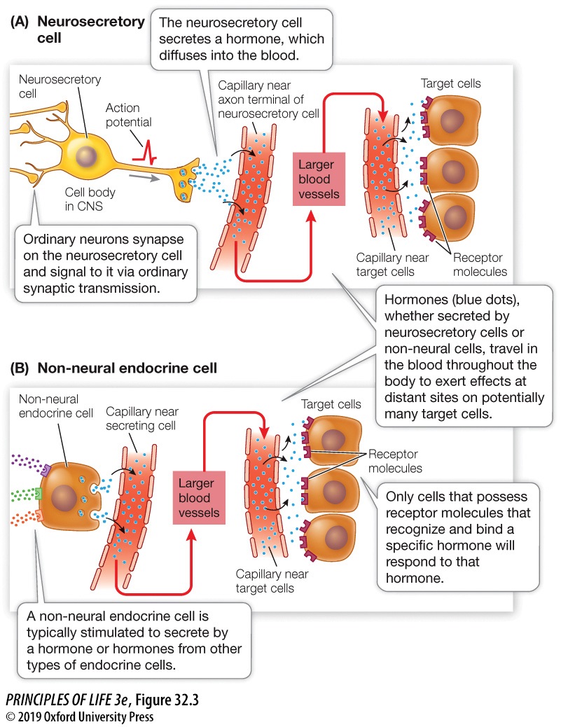 Organismal Bio: Nervous, Endocrine