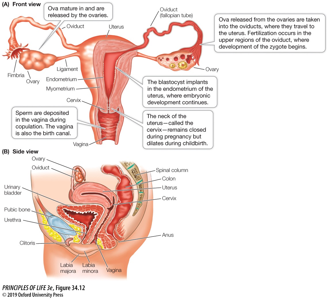 Organismal Bio Reproduction