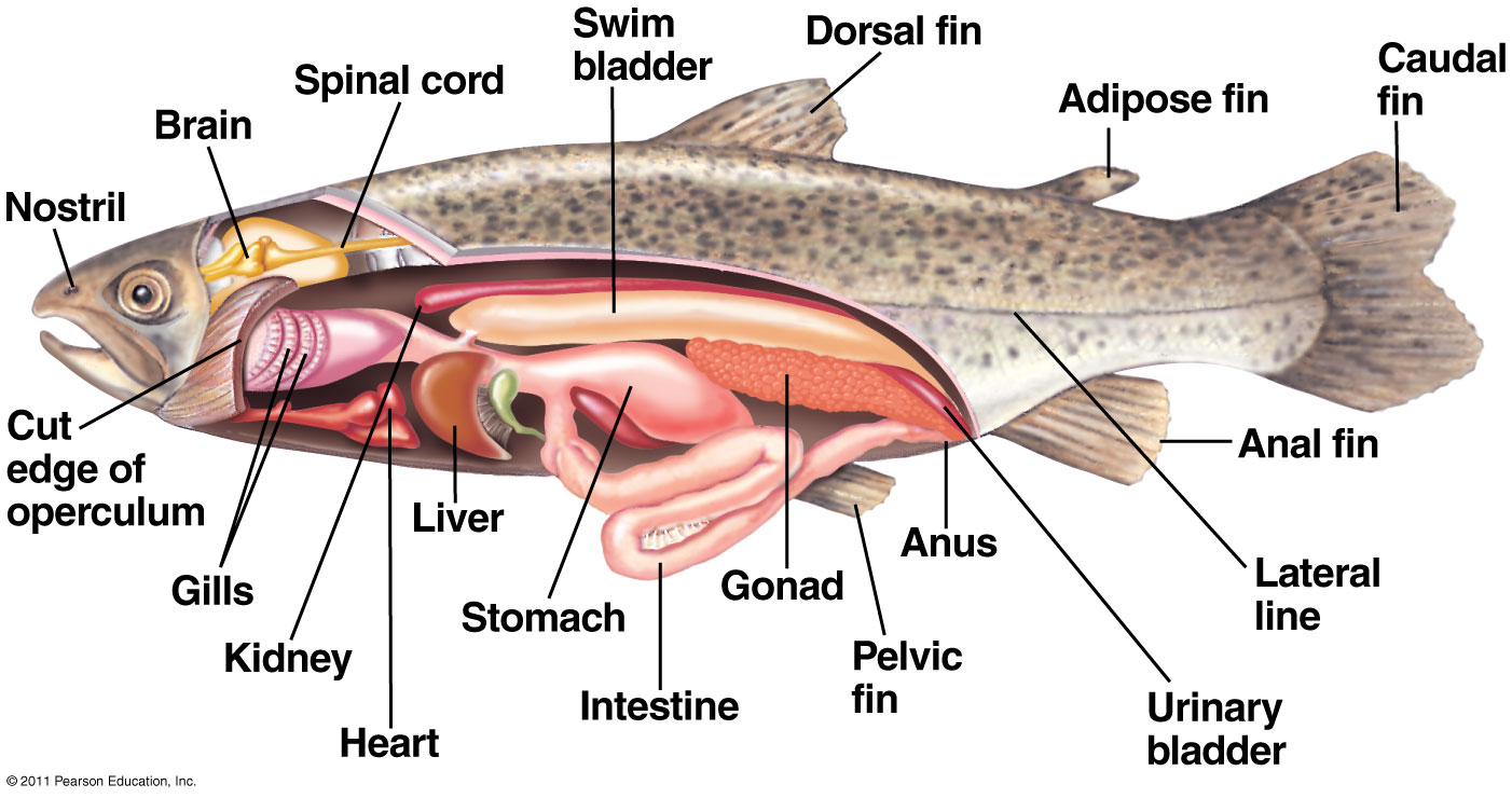 Внутренне строение лосося