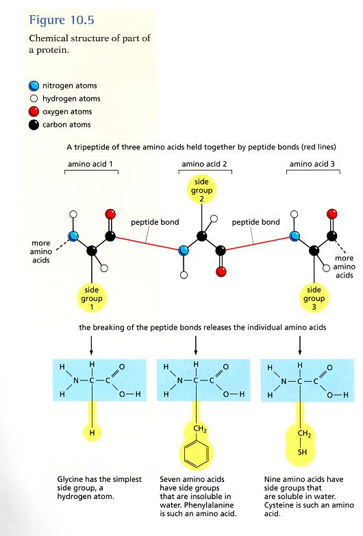 Important Biological Molecules