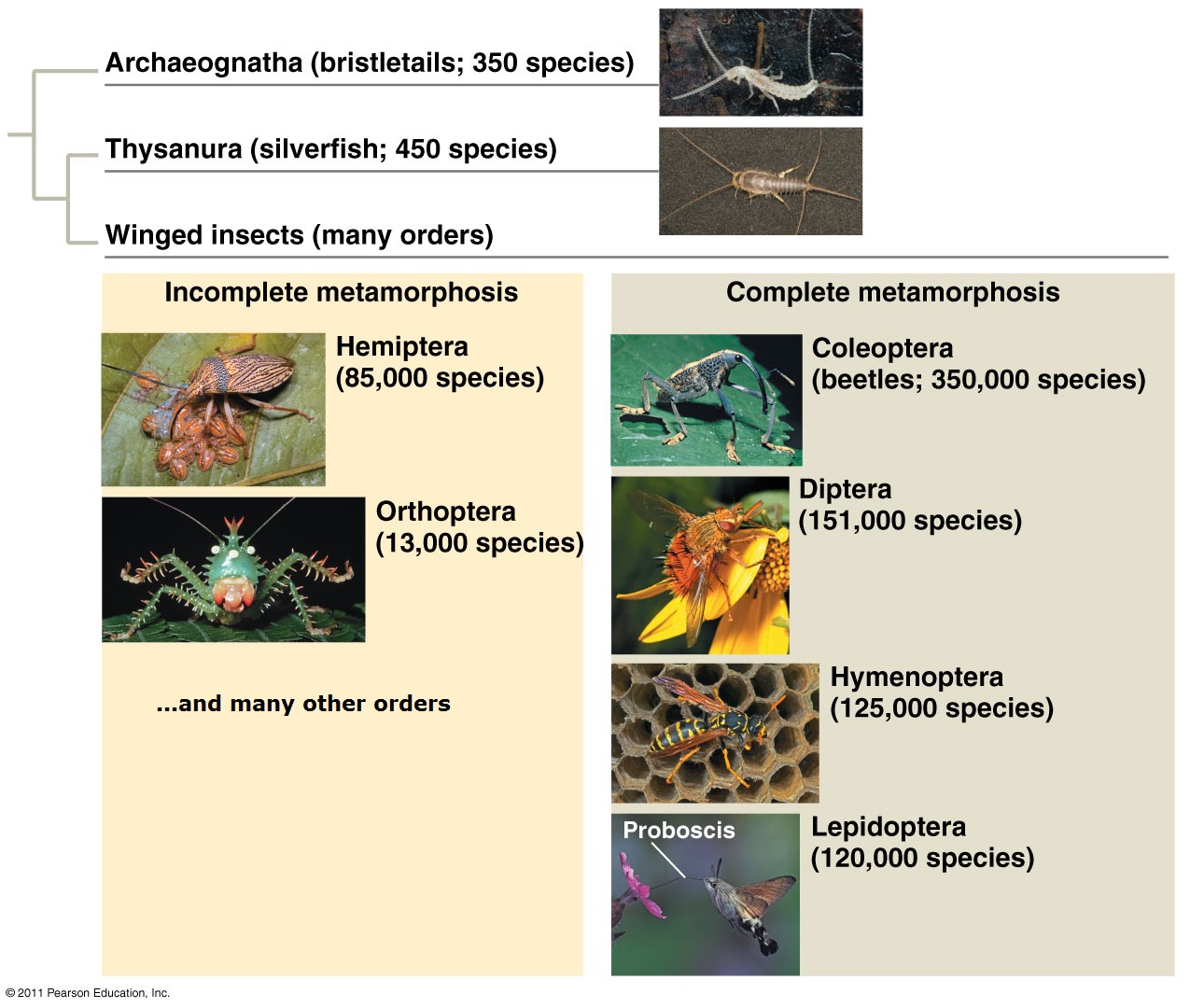 Biology Insect Evolution