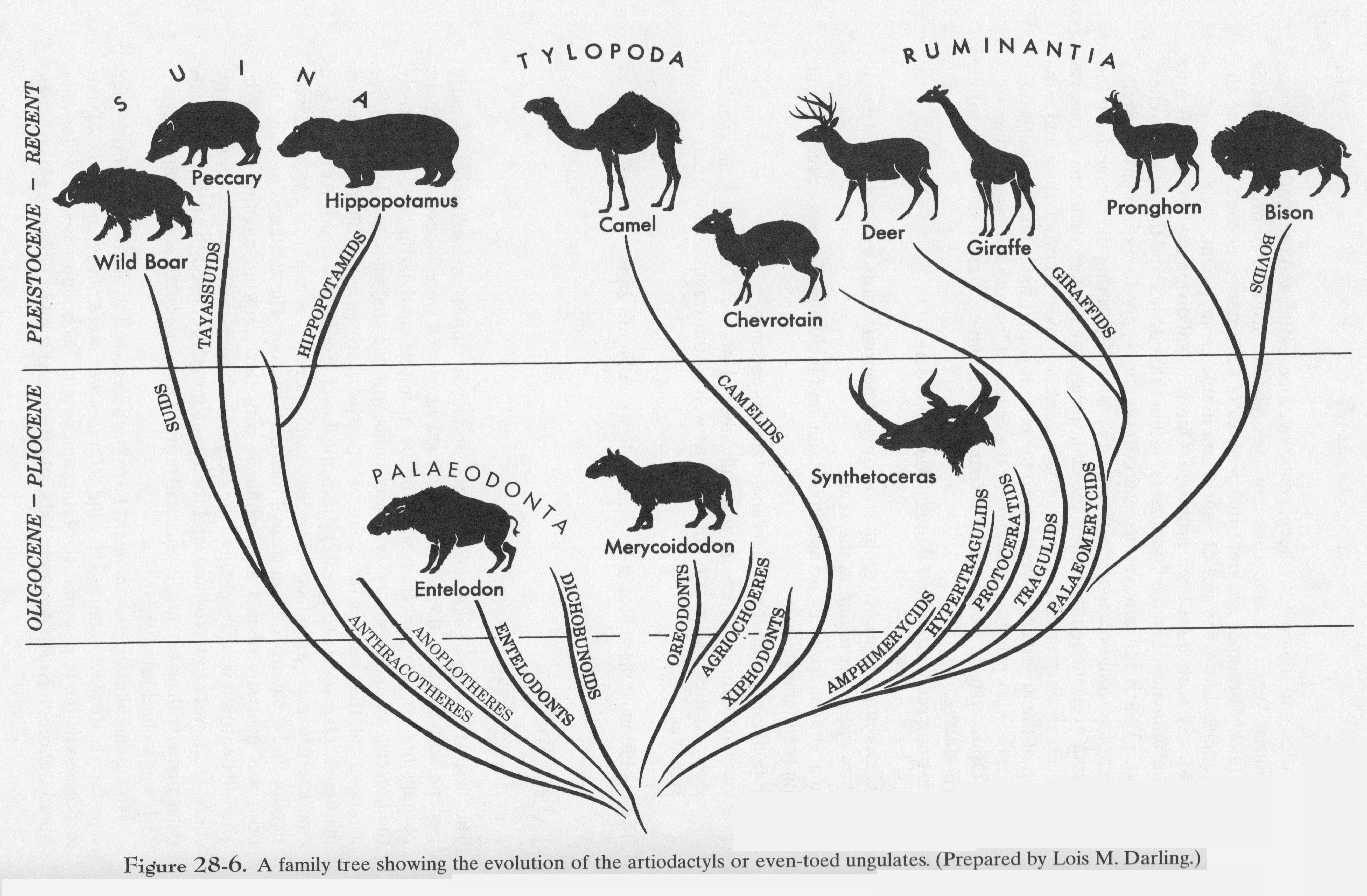 Xotin erini ayoldek kiyintirdi