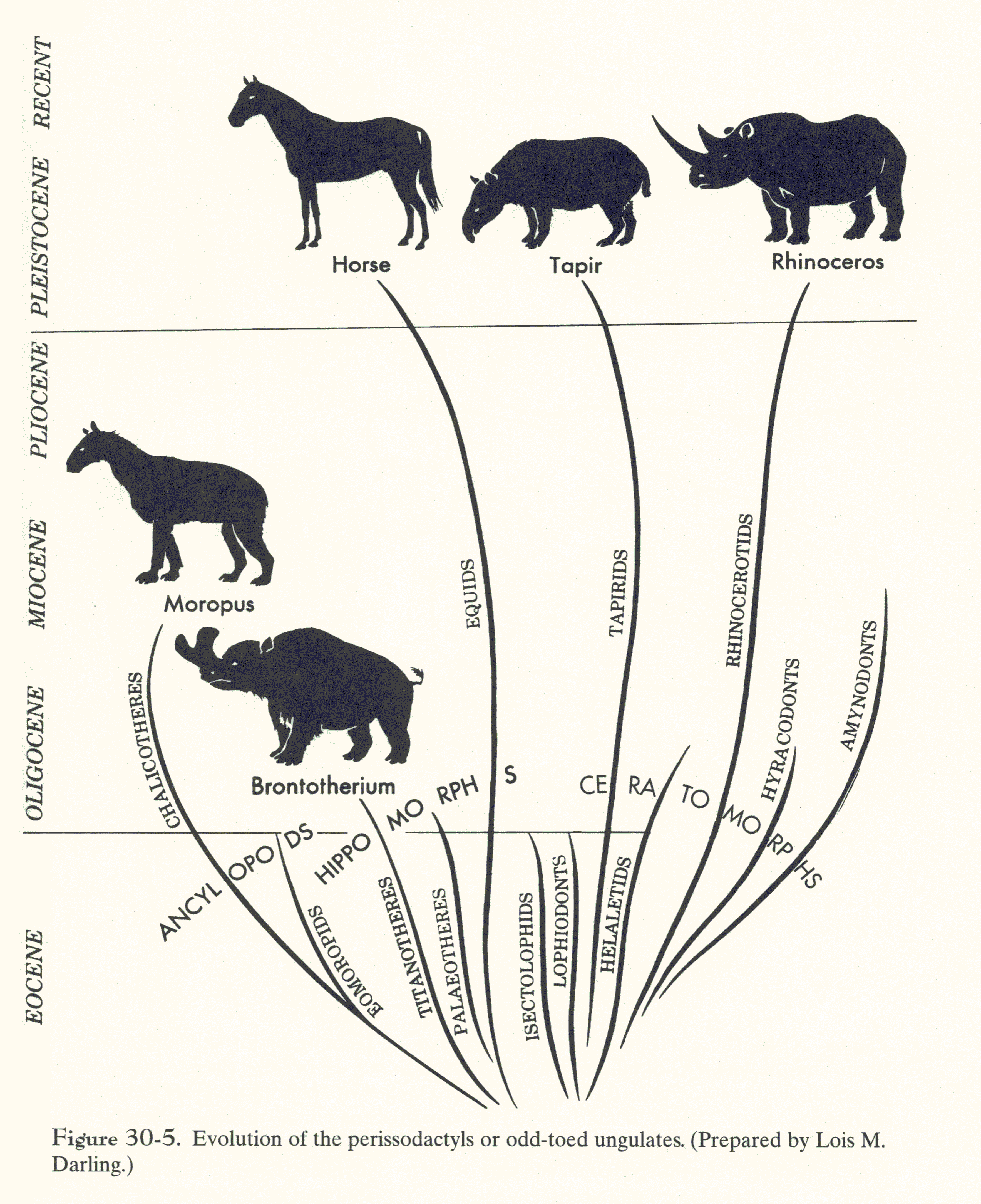 Paleo Slides 19 Perissodactyls