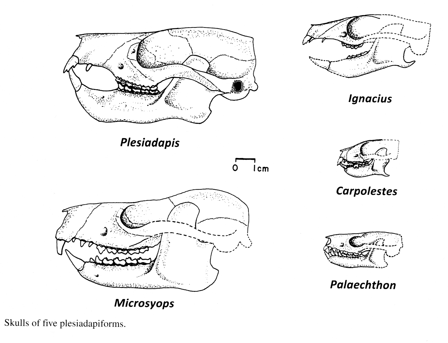 Fossil Primates