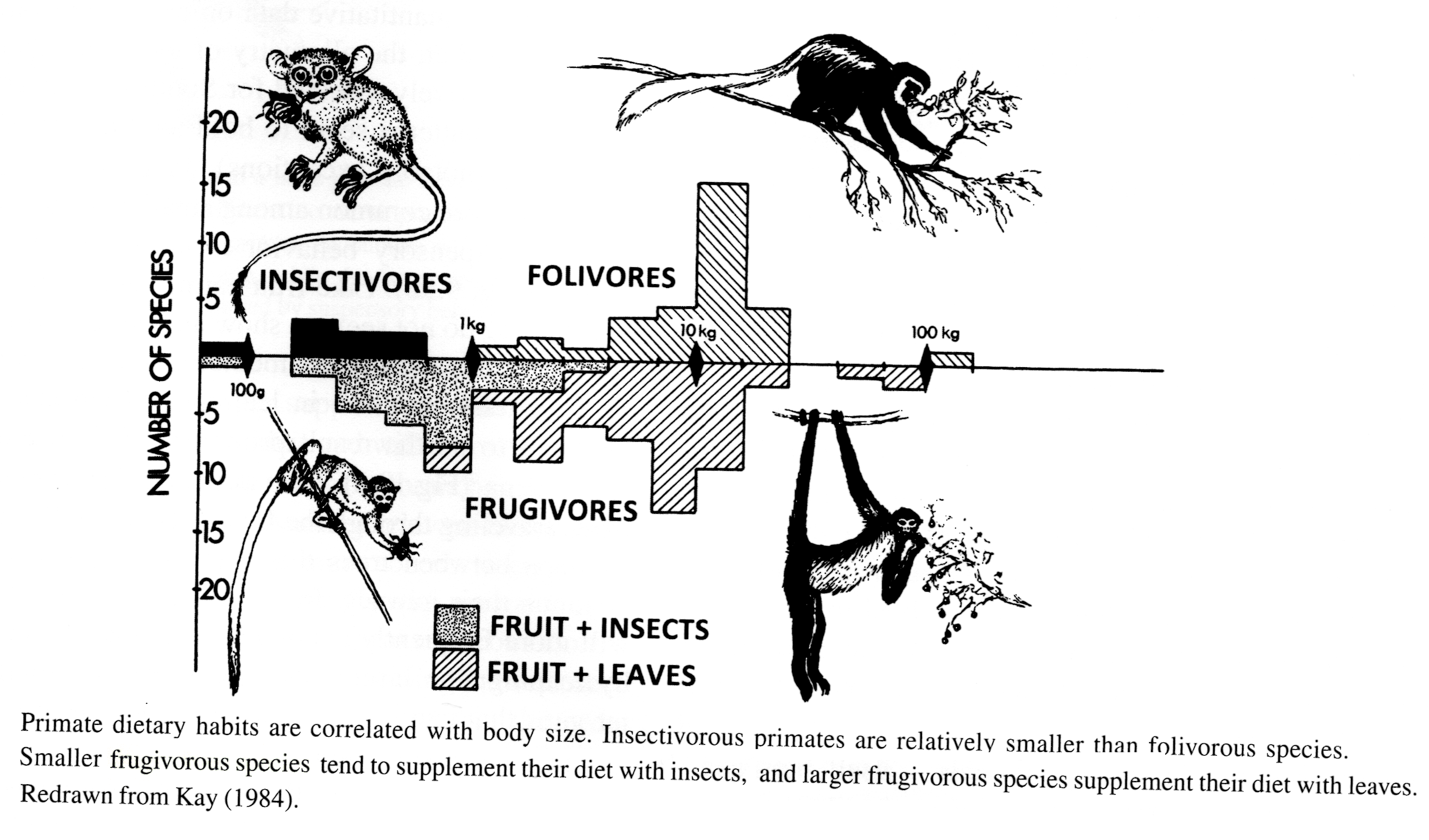 Primate skeletons, skulls, teeth, diets