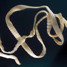 schistosome fluke worm in ca
