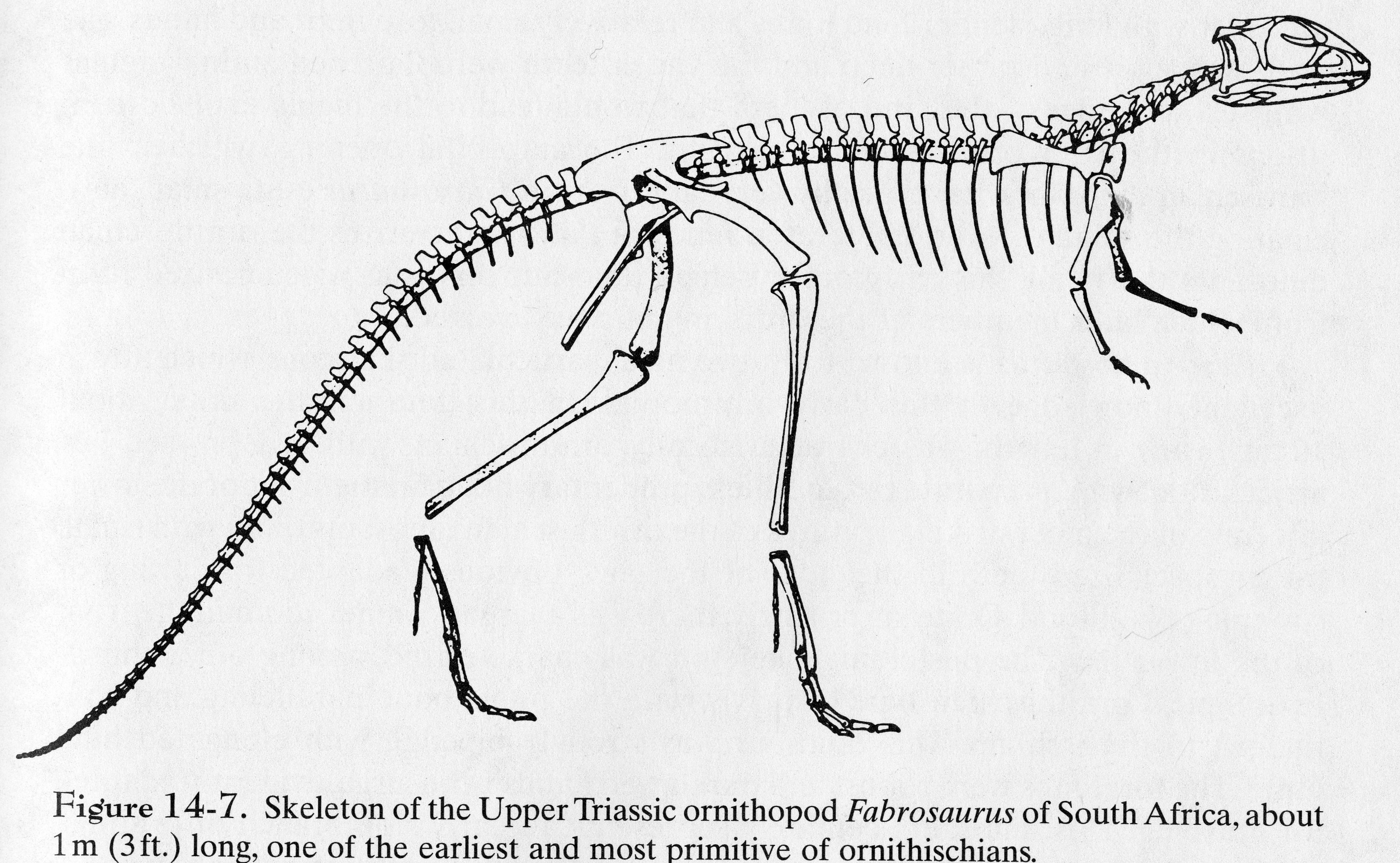 Paleo Slides 09 Reptiles III