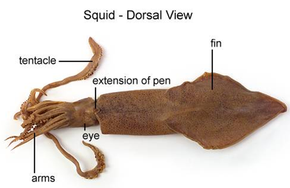 Lab 11 online Animals 3