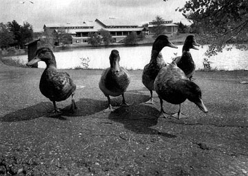[Photo: Ducks on Lake Andrews]
