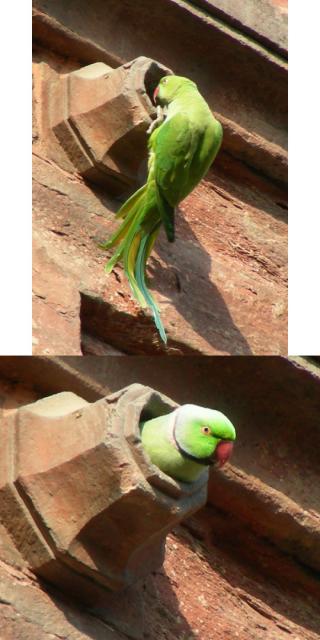 The Parakeets of Delhi