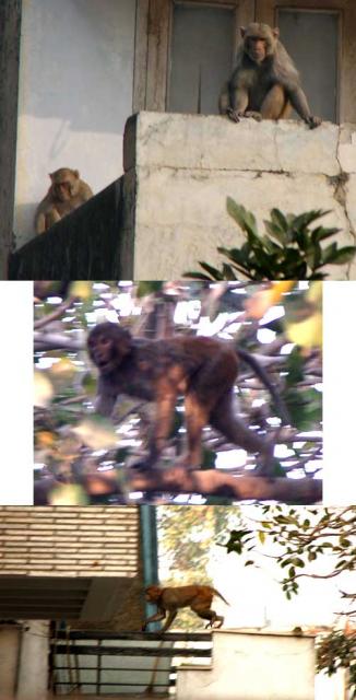 Monkeys on Babar Road (19 February 2006)