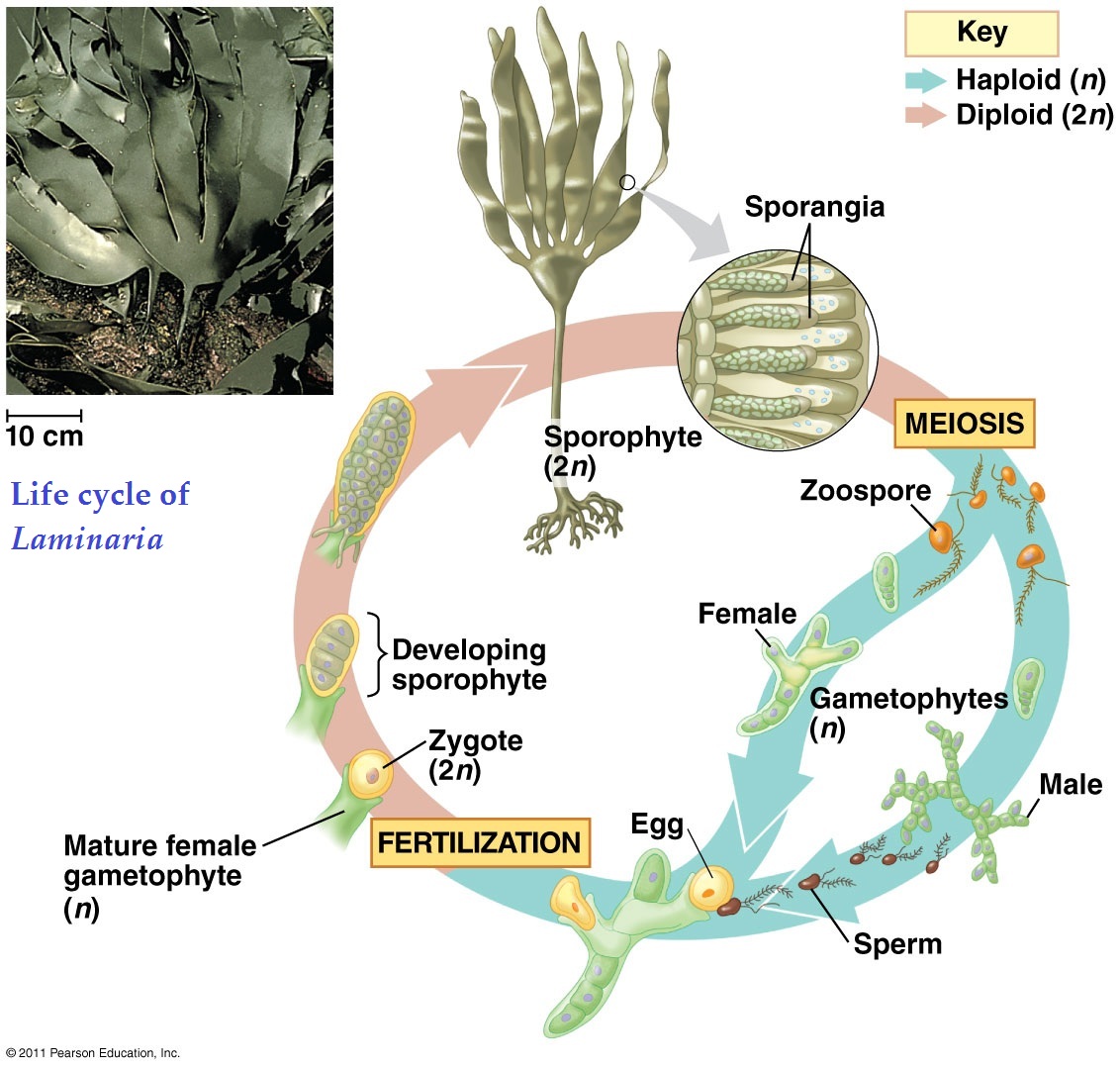 Life Cycle In Algae - Riset