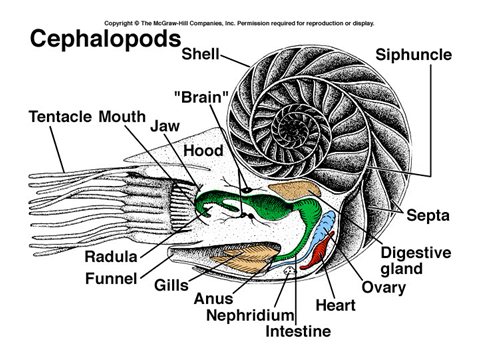 Organismal Biology