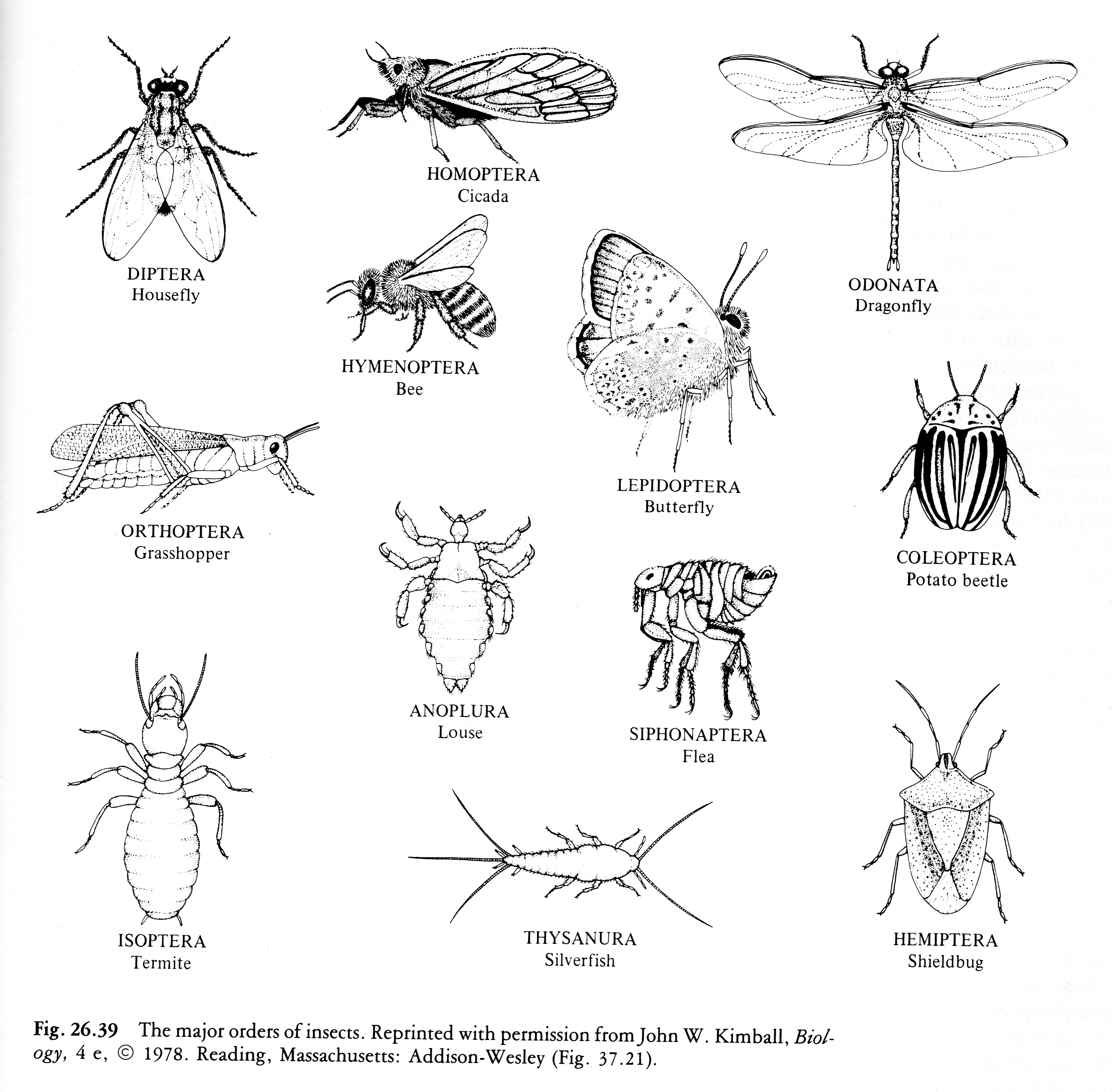 Organismal Biology class arachnida diagram 