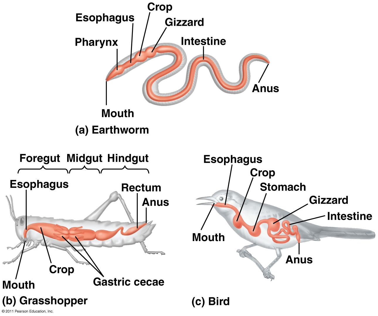 organismal-biology-digestion