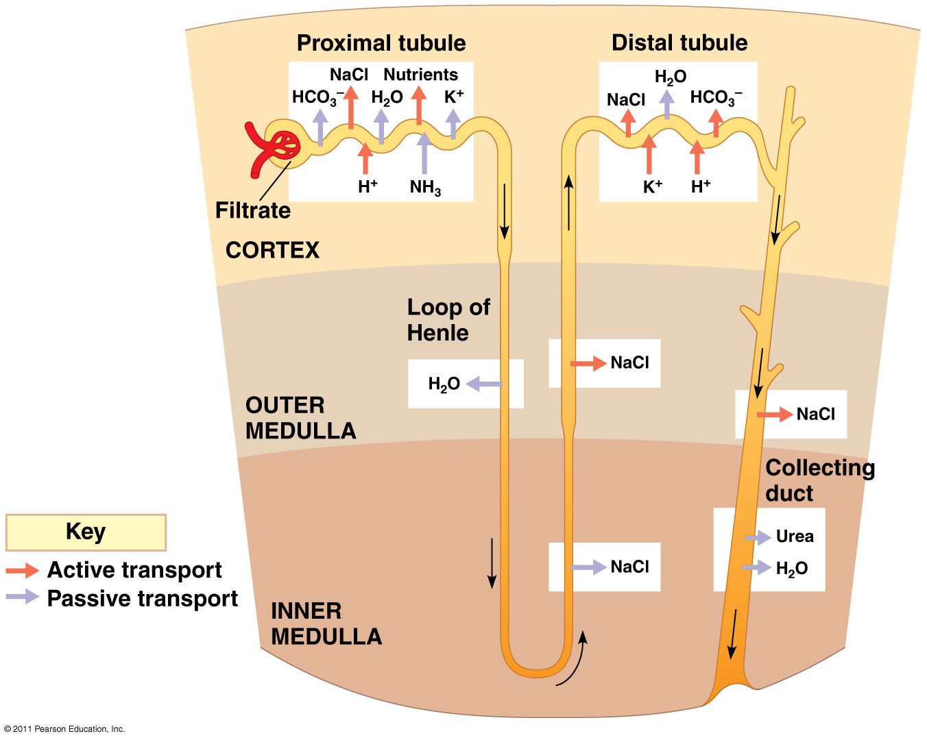 Organismal Bio: Body Fluids