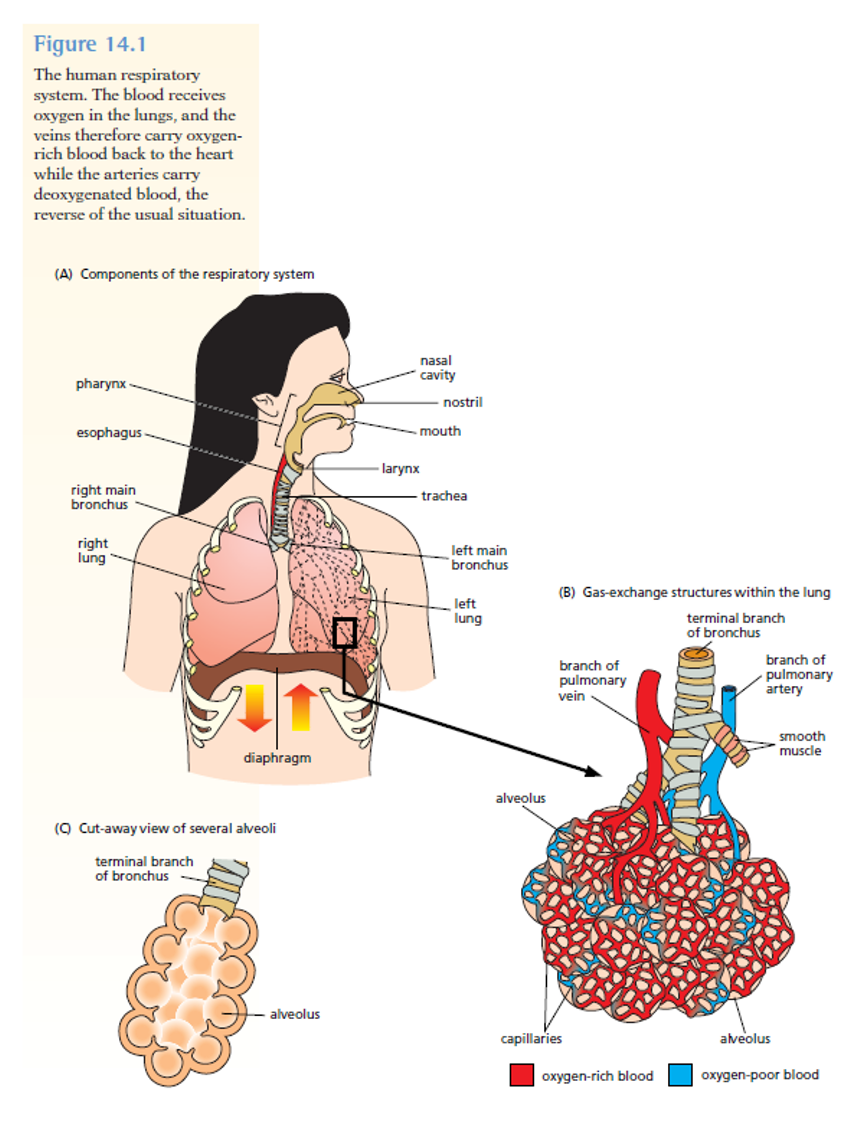 Drugs and addiction