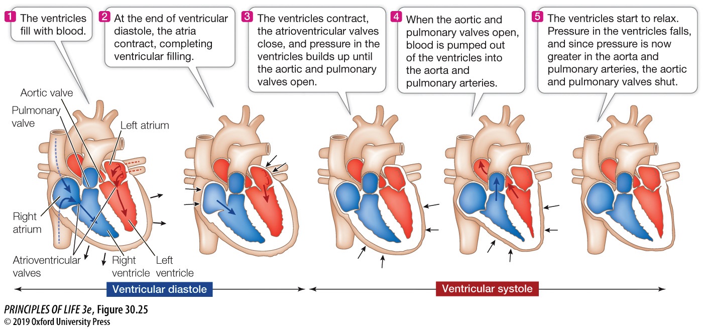 Organismal Bio: Body Fluids