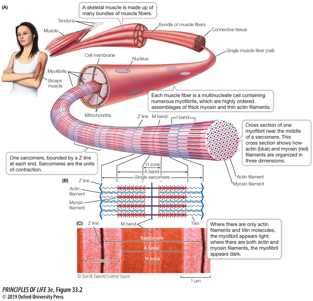 Organismal Biology