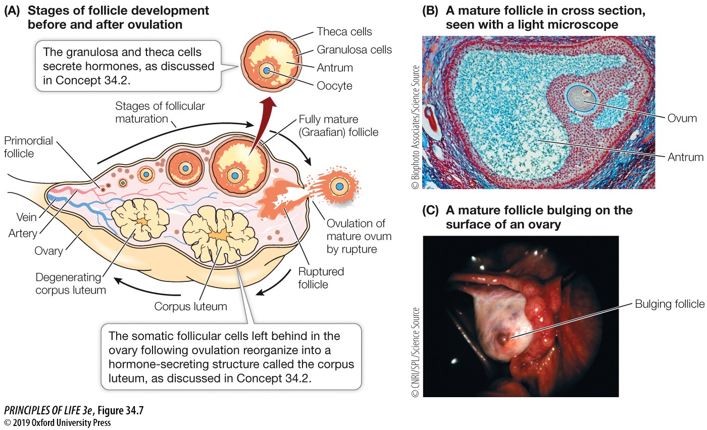 Organismal Bio: Reproduction