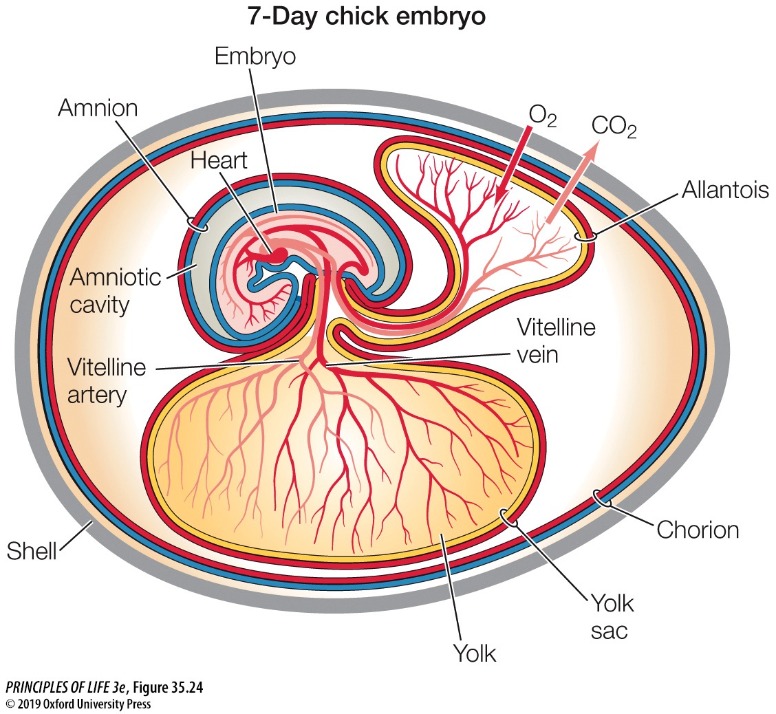 Organismal bio embryology
