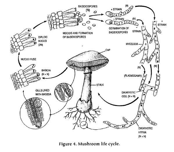 Organismal Biology