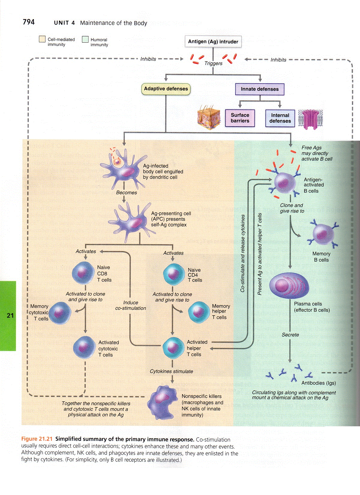 Immune System