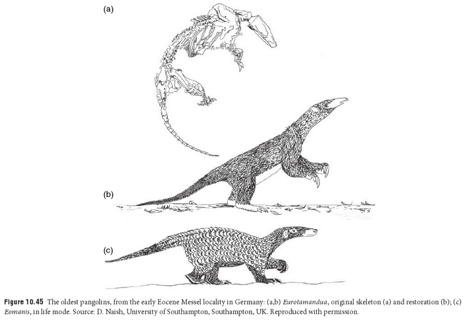 Paleo Slides 13 Early Placentals