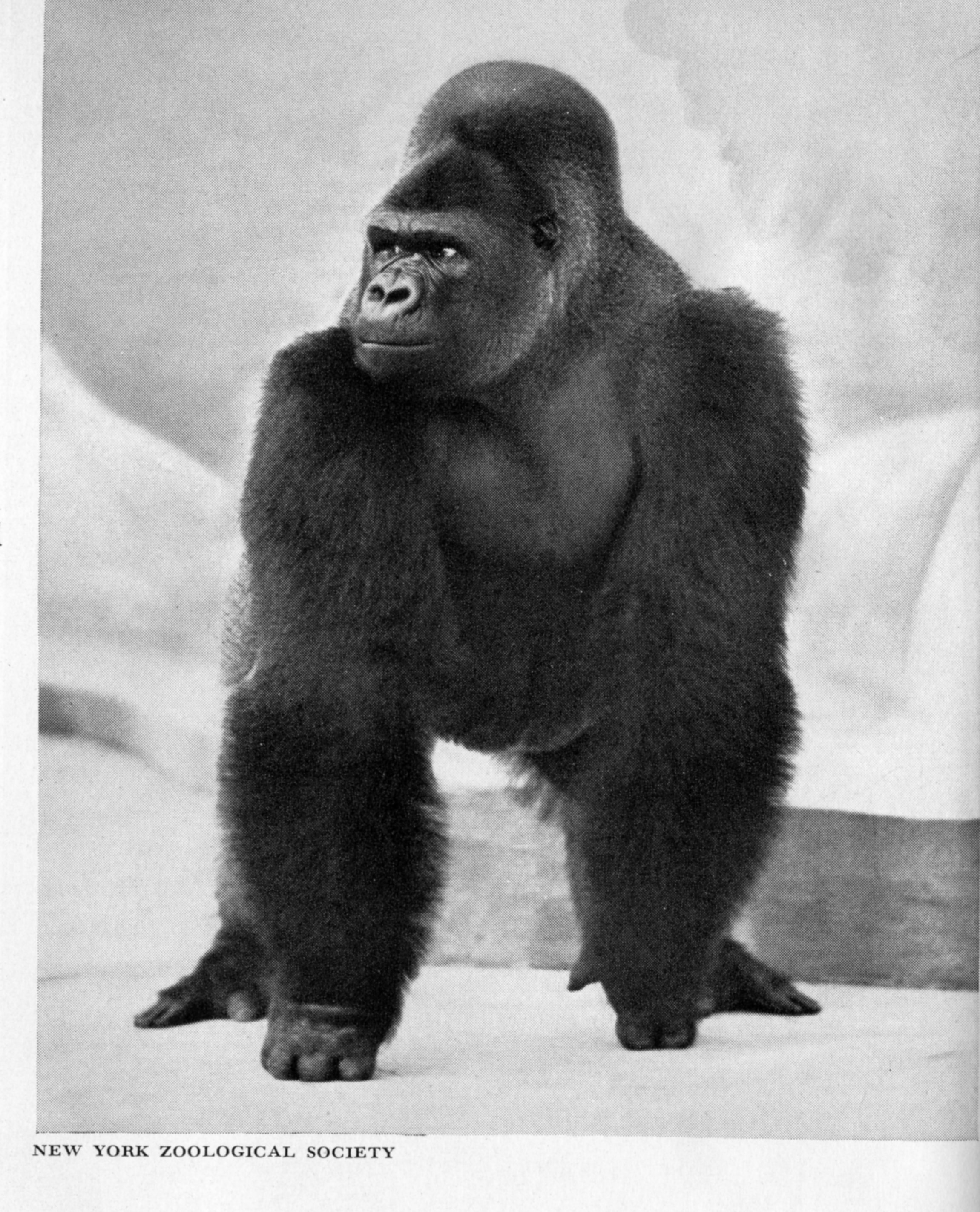 Горилла орангутан шимпанзе. Восточная горилла с человеком. На что похожа Восточная горилла. Gibbon Monkey.