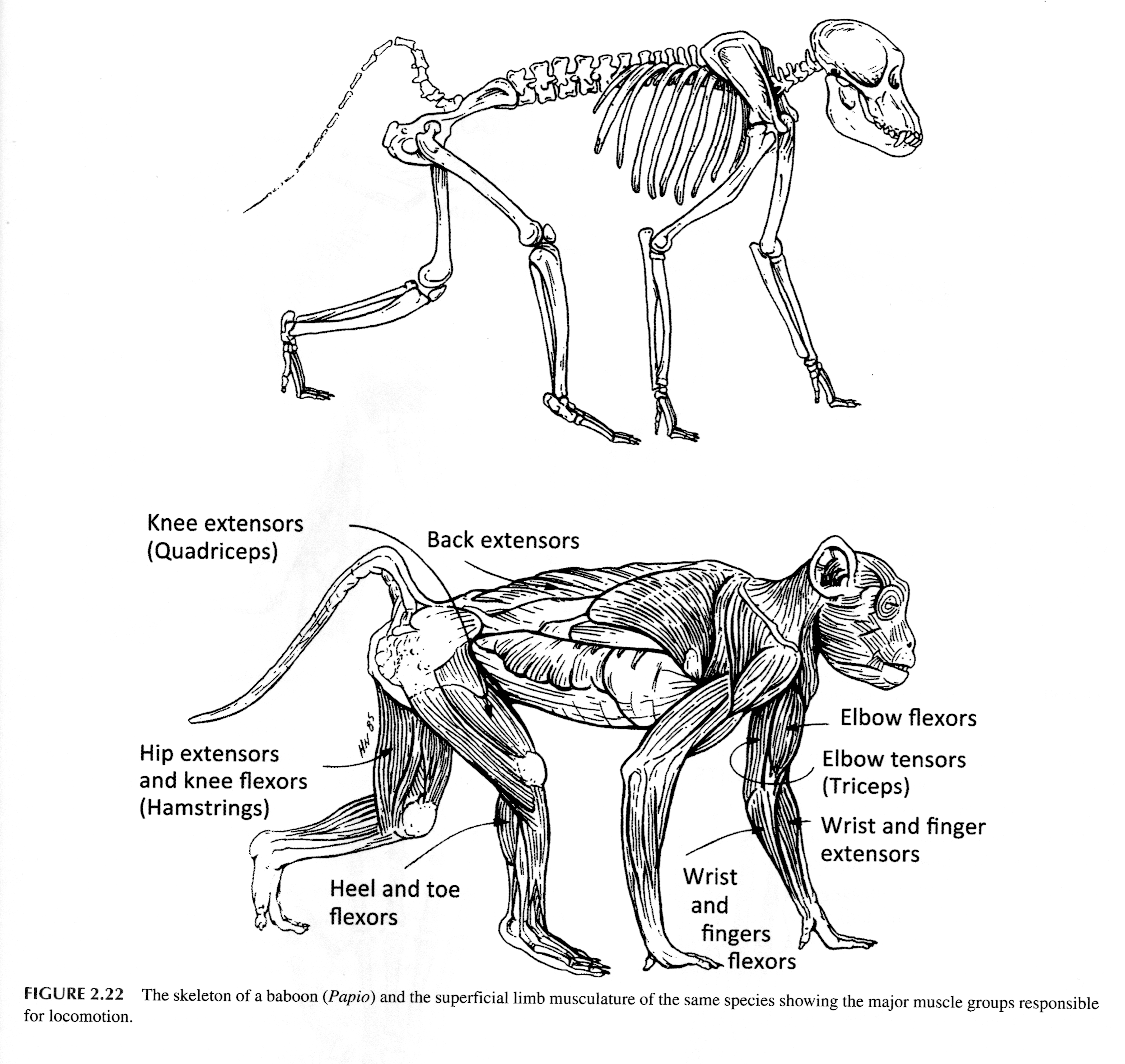 Обезьяна морфологический. Млекопитающие приматы строение. Обезьяна скелет анатомия. Строение шимпанзе анатомия. Мартышка анатомия.