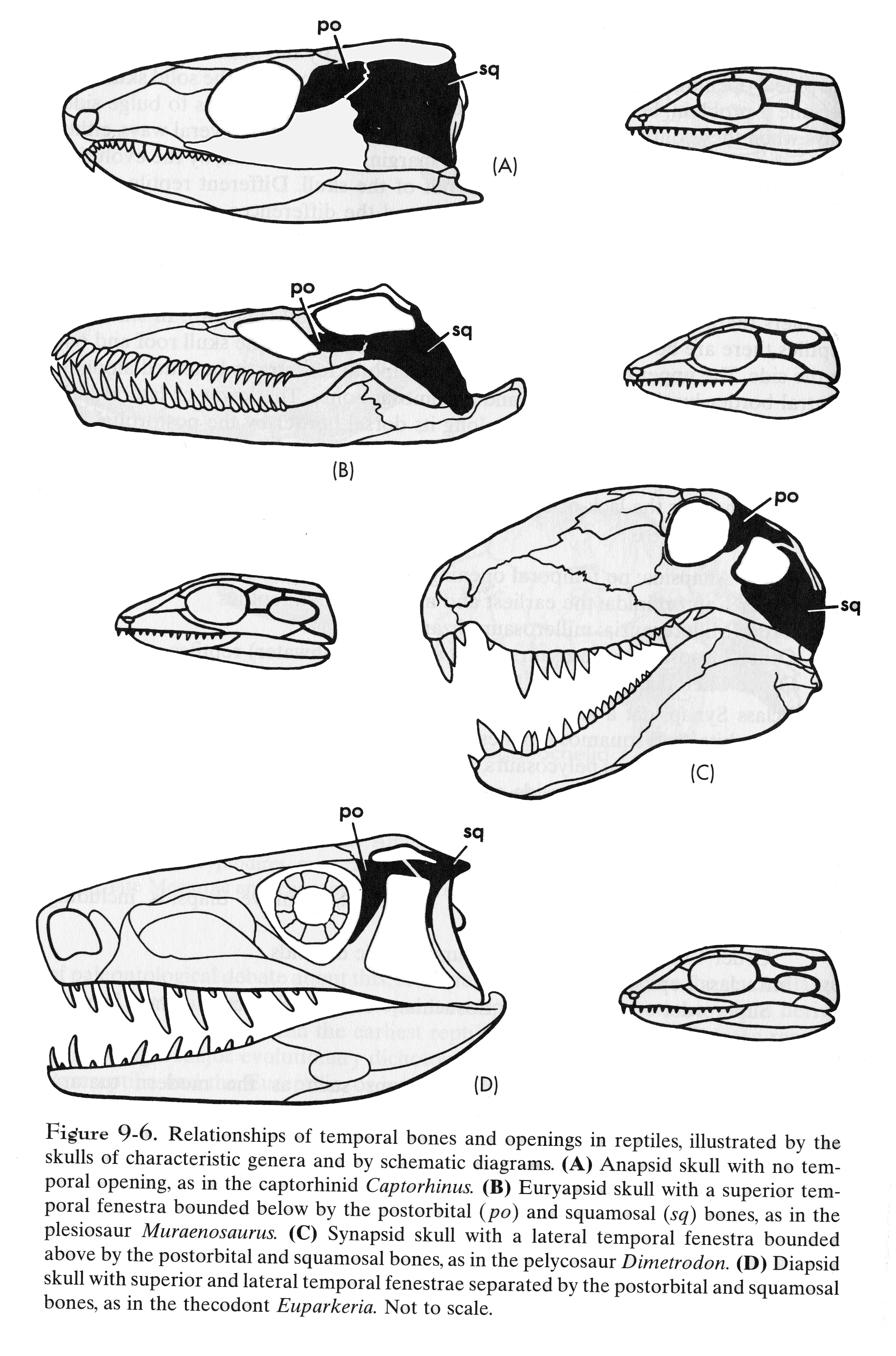 Paleo Slides 07 Reptiles I