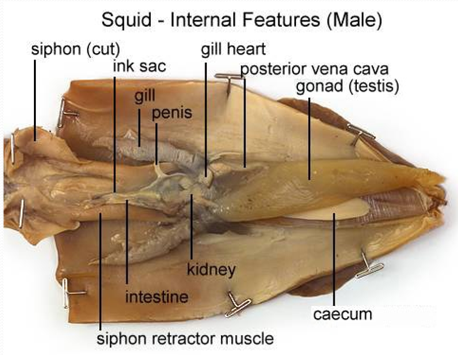 What Is The Pen Made Of Squid at David Keough blog