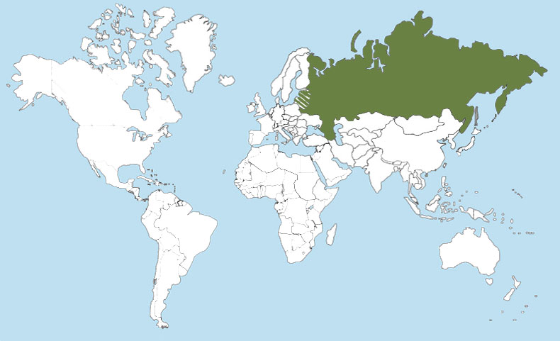 Russian World Map
