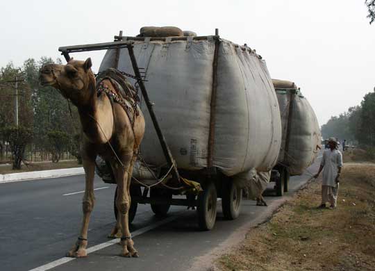 How to bring hay to Delhi